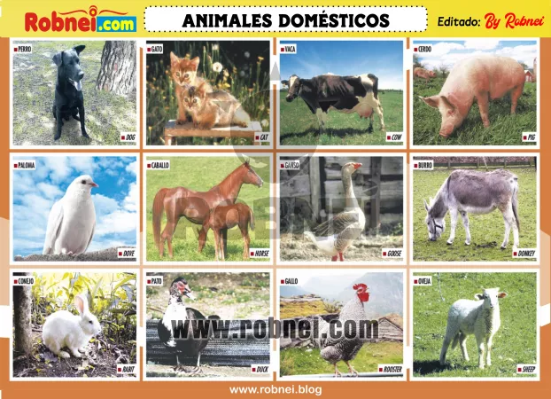 Animales Domesticos